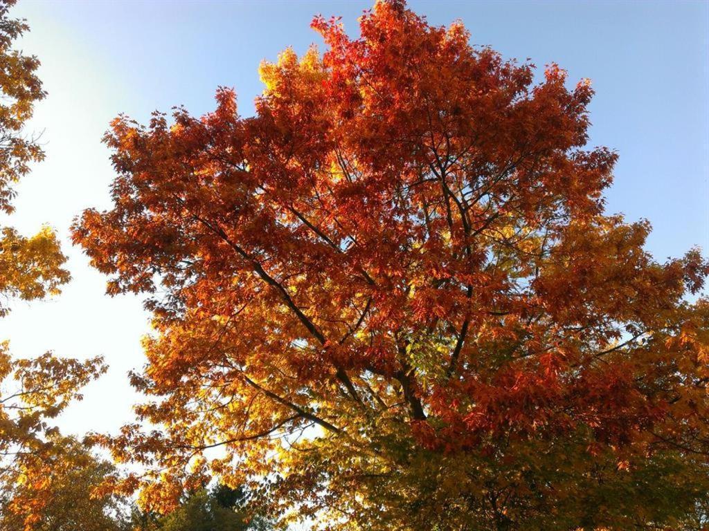 Ferienhaus Ginkgo Biloba Malsbenden Luaran gambar